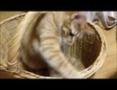 【こてちょび動画】虎徹さんのお戯れpart.1