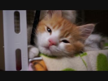 【リア獣】 にゃごが怖い　【猫万歳】