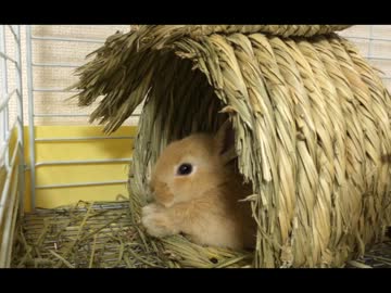 3匹目に購入した仔ウサギがまんまる可愛い