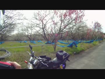 あかだいのツーレポ　和歌山　梅林と白浜編