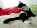 生後41週間-1 こてつ去勢、まりさ避妊後