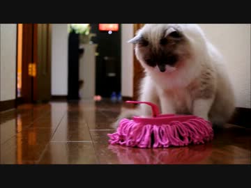 猫ｖｓピンクの人～闘い続ける男達へ～