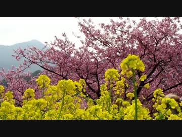 CBバイク旅-桜物語りをはじめました-静岡