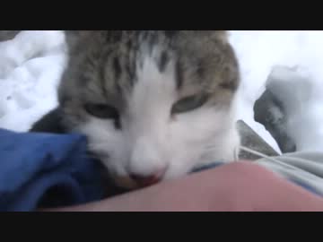 最強に人懐こい野良猫、しっぽがかわいい