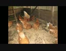 ニワトリ小屋をのぞいてみた【鳥の人】