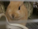 餌を食べているミニウサギの仕草が可愛すぎると話題に