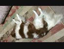 うちの名誉教授
