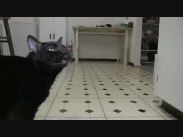 喋る猫シルベスター 2014