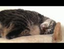 ぬっこぬっこ(ﾉ∀＼*)ｷｬｯ♡