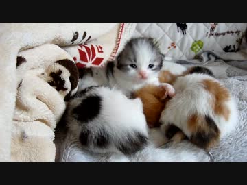 【リア獣】 ありがとう　【猫万歳】