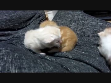 子猫産まれたて（生後１２日経ちました）