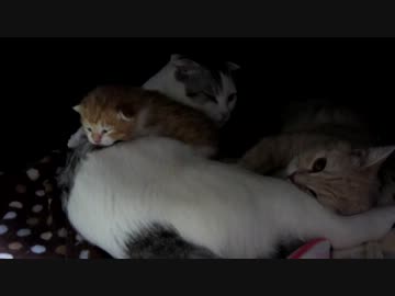 子猫産まれたて（生後１２日経ちました）NO.２
