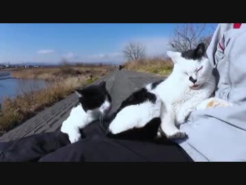 絶対に負けられない戦いが、そこにはある。【魚くれくれ野良猫】