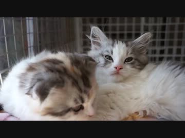 【リア獣】 今日も変わらず　【猫万歳】