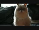 猫を空撮しようとしたが運転がへたすぎて話にならない動画