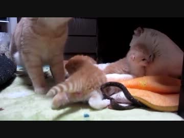 子猫産まれたて（生後１３日経ちました）