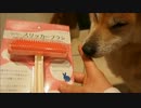 柴犬にひな祭りのプレゼントを