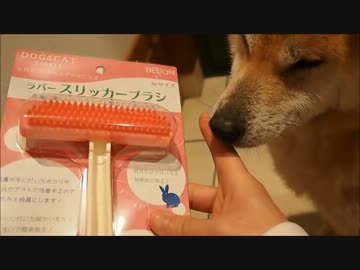 柴犬にひな祭りのプレゼントを