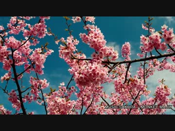 2014-03-04 河津桜ツーリング