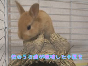 小屋に入りたがらない仔うさぎさん