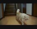 【リア獣】 かけおりる　【猫万歳】