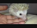 ハリネズミ シナモンパイド 12月20日生まれ 男の子