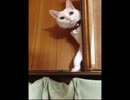 【ルル】　ビシッ！　【猫】