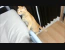 ハシゴをのぼるネコ