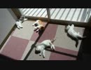 【リア獣】 ぬくにゃん日和　【猫万歳】