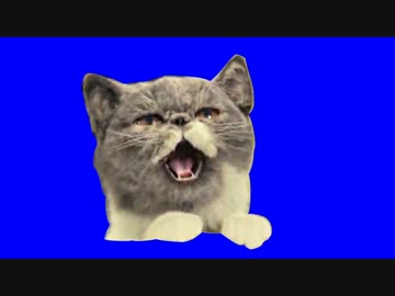 サイクリング狂の猫くんBB