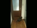 ドアを開けるねこ