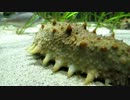 水族館気分