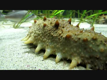 水族館気分
