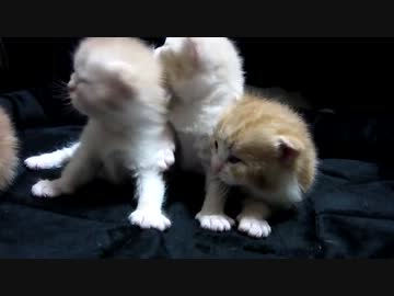 子猫産まれたて（生後１５日経ちました）