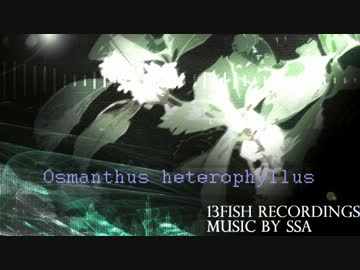 【オリジナル】 Osmanthus heterophyllus 【HARD TRANCE】