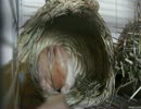 自分のう●こを食べる仔うさぎ