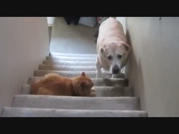 【在宅にゃくざ】俺の前通るつもり？あっ～！？