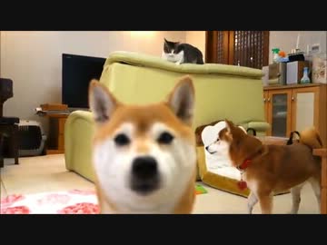 ひかいちミルキーのガウガウごっこ