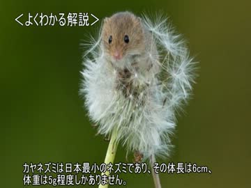 ゆっくり動物雑学「ボールみたいな…」