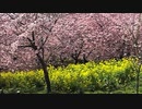 第16回まつだ桜まつり　【2014/3/7】