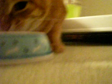 拾いねこ＠生後611/578日　かわいいで賞いただきました。