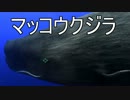 【AQUANAUT'S HOLIDAY】美しい海でどんどこ探索　19