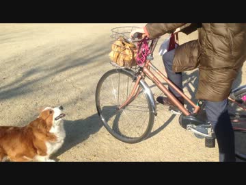 お母さん待ってー（コーギー）