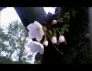 【歌ってみた】The Beast.【桜猫】
