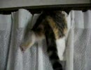 カーテン降り　(=^・^=)