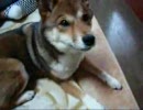 ただの犬動画２（ムービーメーカー使用編）