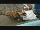 猫ちゃんハプニング！！食べてはいけないものを.....！！