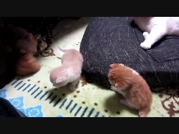 子猫産まれたて（生後１７日経ちました）