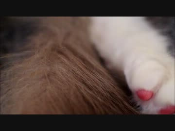 こたつ猫の股間を盗撮したった。
