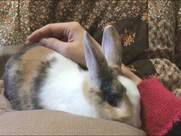 こたつの上に居座るミニウサギ
